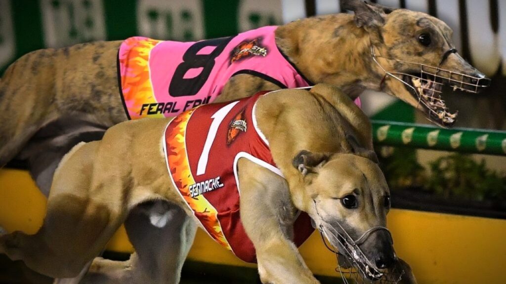 Your guide to greyhound racing betting