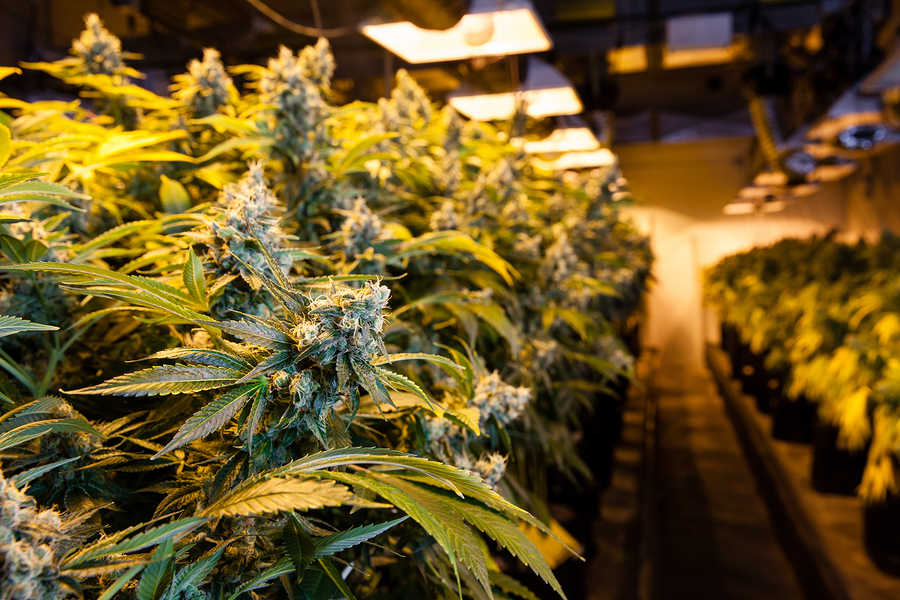 Everything You Need to Know About Cannabis Grow Licences: