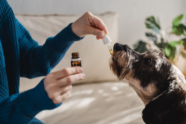 CBD oil for your dog